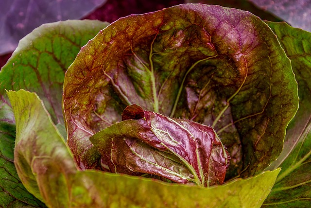 Red and green cabbage 