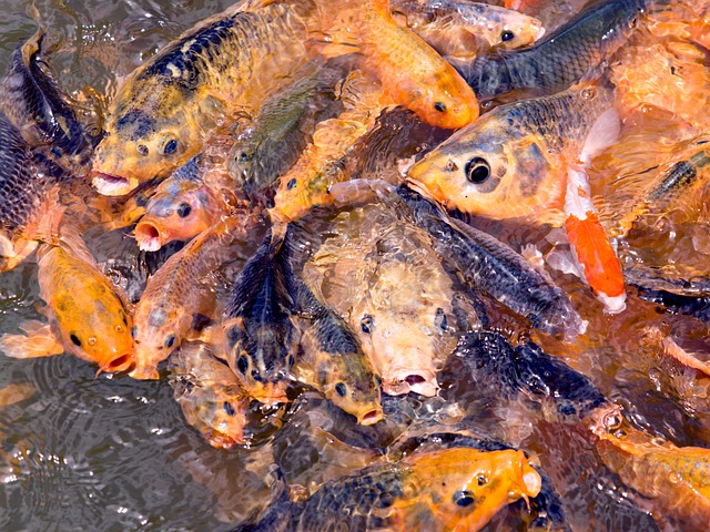 Different types of marine fish