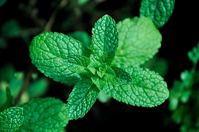 mint leaves :